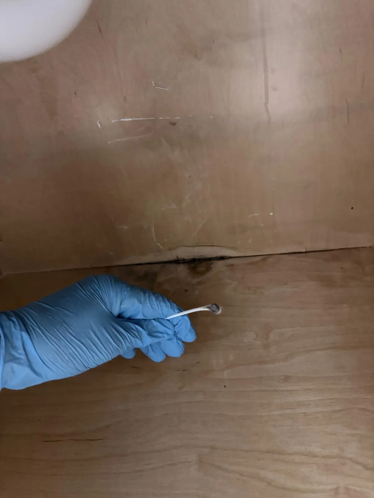 Close-up of mold colonies documented in Jupiter, FL