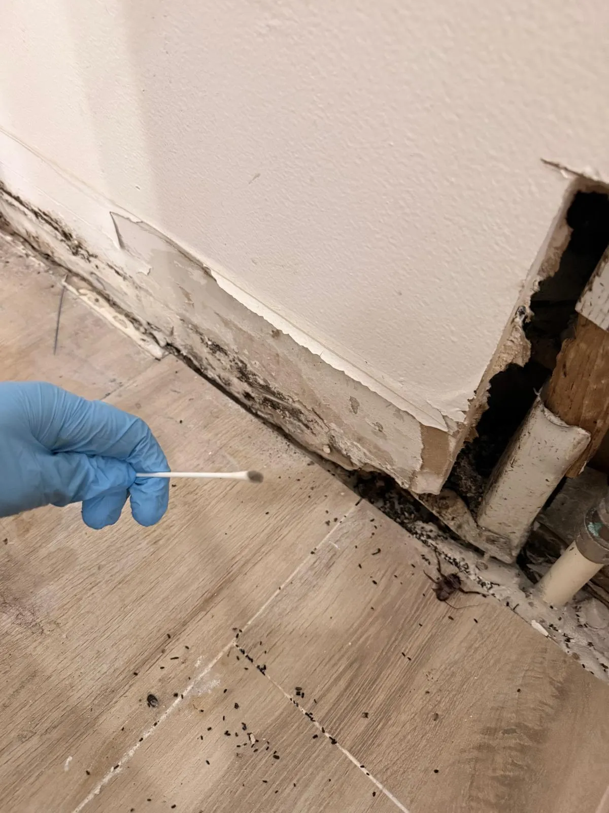 Surface swab sample collected during a Jupiter, FL inspection